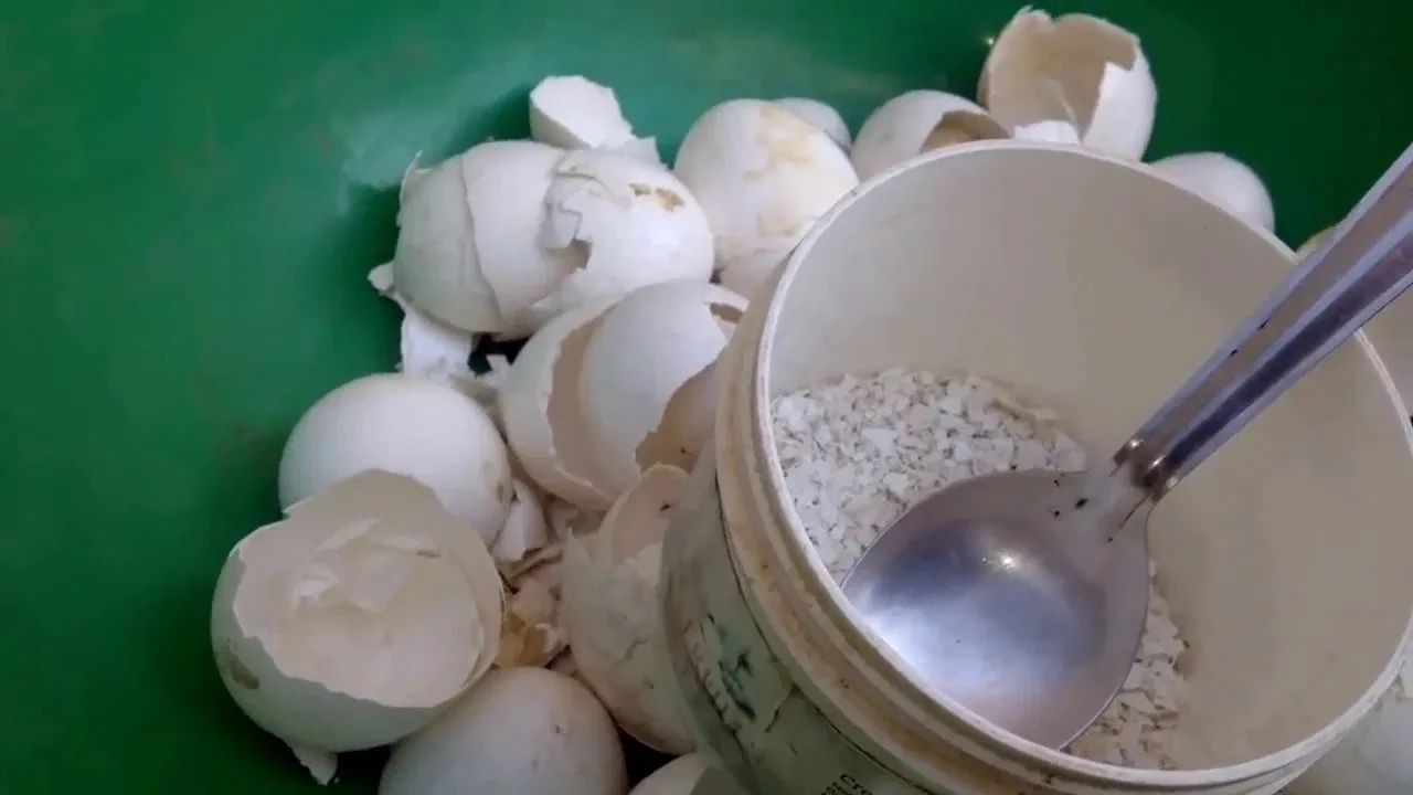 香蕉皮制作有机钾肥无臭快速一个月完成备上个塑料瓶即可