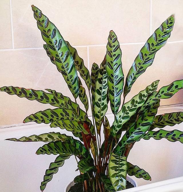 色彩绚丽,魅力无限的猫眼竹芋,这么养护,斑斓夺目如恒星|猫眼|竹芋|叶