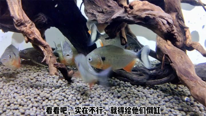 黑斑水虎魚正在偷偷生長,很快超過了胭脂水虎,攝食迅速生猛