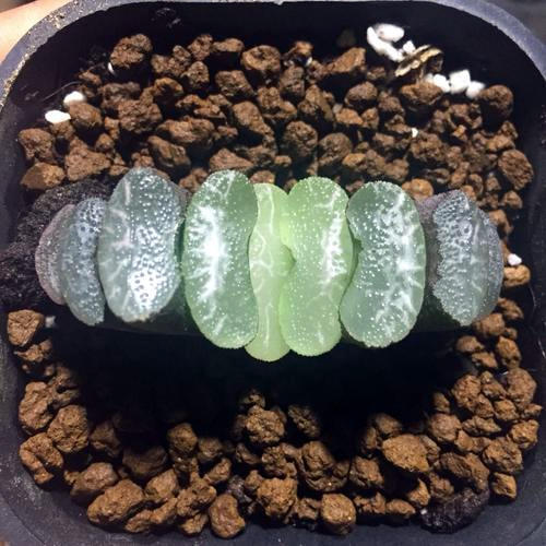 多肉有不少贵重品种多肉万象虽然好看但不好养值得养吗