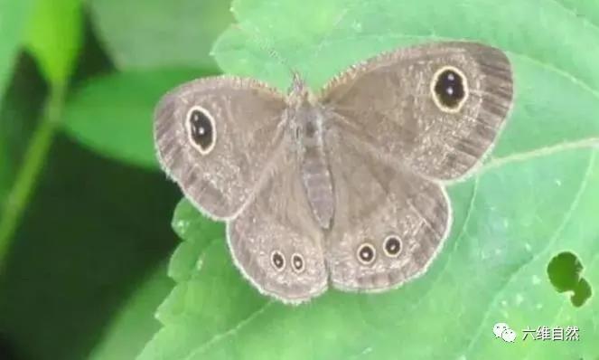 有一种猫形脸毛毛虫 幼虫比蝴蝶更为漂亮 误以为是hellokitty脸 眉眼 幼虫 成虫 新浪新闻 有一种猫形脸毛毛虫 幼虫比蝴蝶更为漂亮 误以为是hellokitty脸 眉眼 幼虫 成虫 新浪新闻