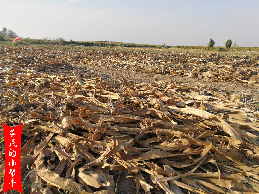 会为小麦的生长提供一定的养分,但是,玉米秸秆在腐熟的过程中,土壤中