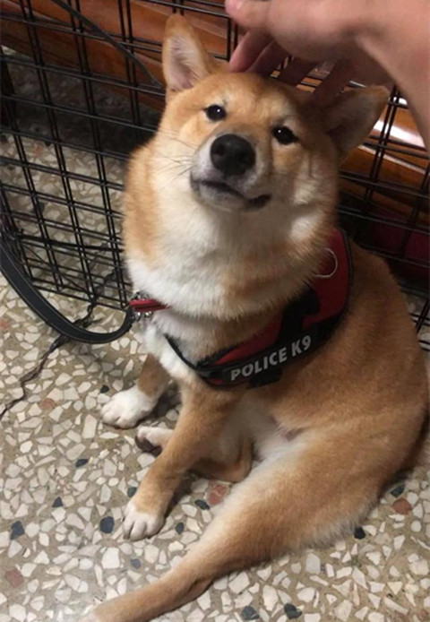 带柴犬出门遛弯,途中狗子突然来了感觉半蹲下来,男子的反应绝了