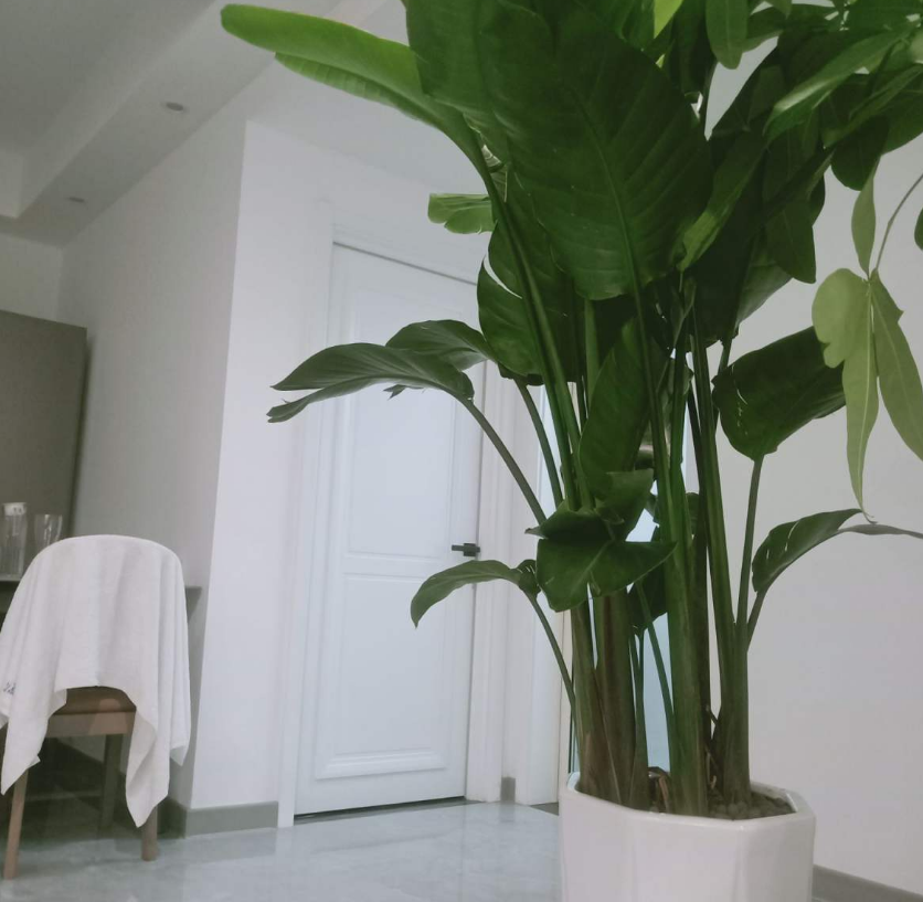 高大威猛的旅人蕉室内养一盆热带风情满满