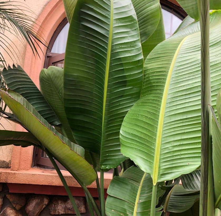 高大威猛的旅人蕉室内养一盆热带风情满满