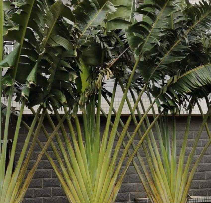 高大威猛的旅人蕉室内养一盆热带风情满满