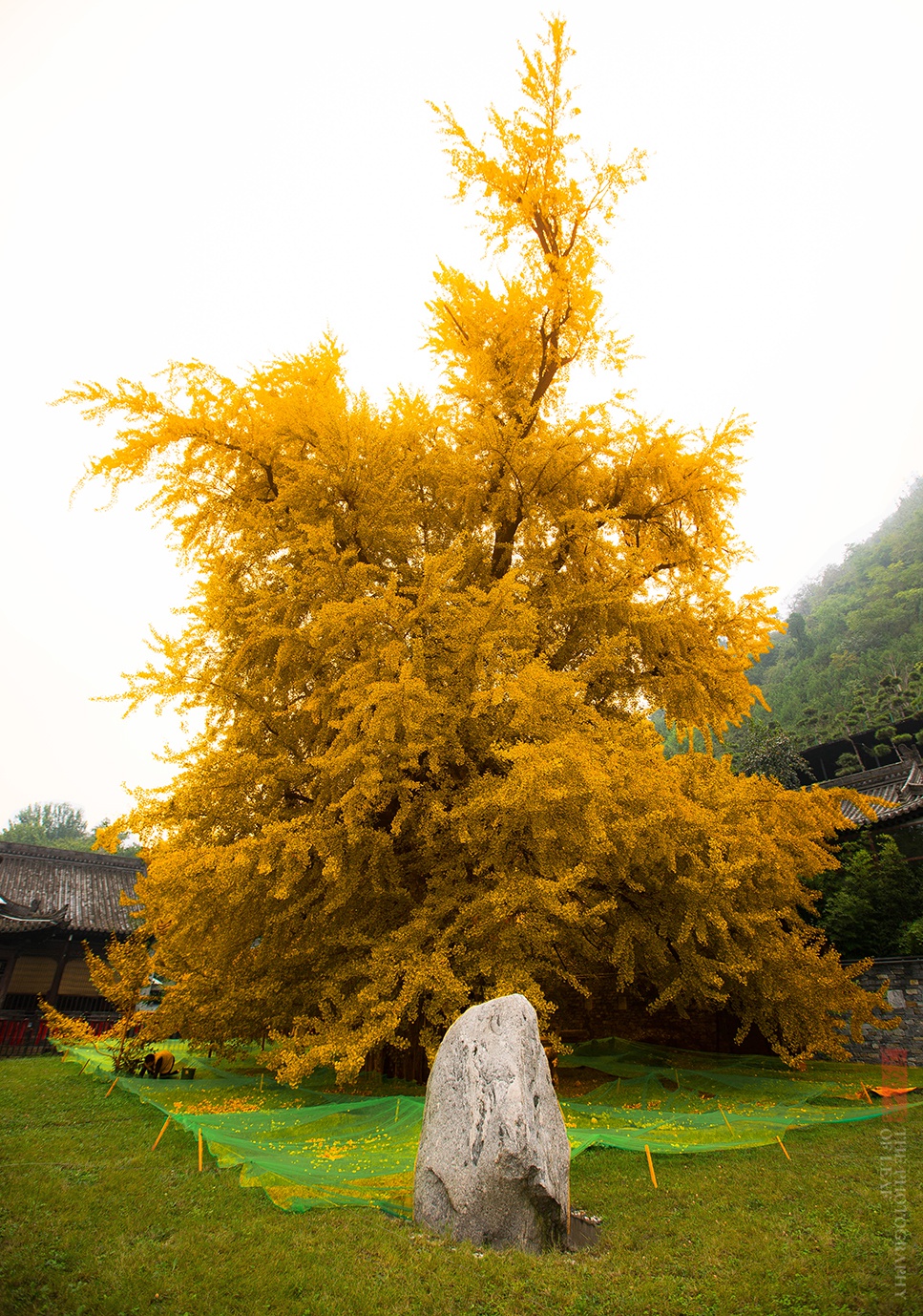 爆红网络的西安千年银杏,之所以长得如此壮观,只因一口神秘古泉