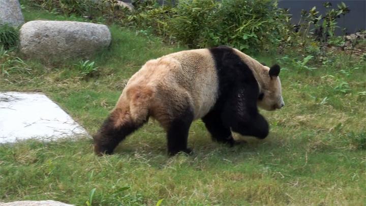 官方通报大熊猫耀耀瘦骨嶙峋:肠胃略有不适,经治疗已有好转