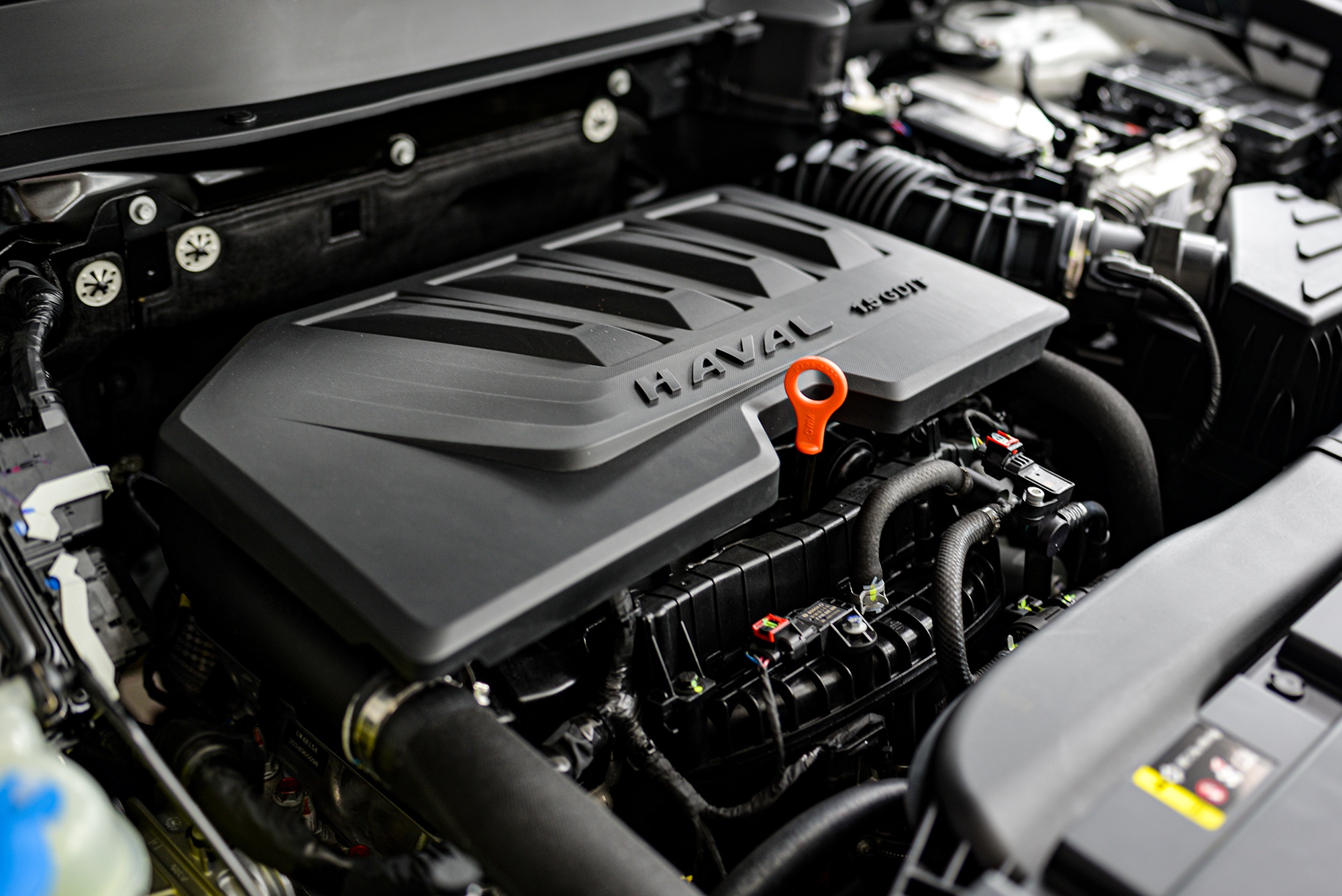 这只狗有些大贵阳孟关到店实拍哈弗大狗