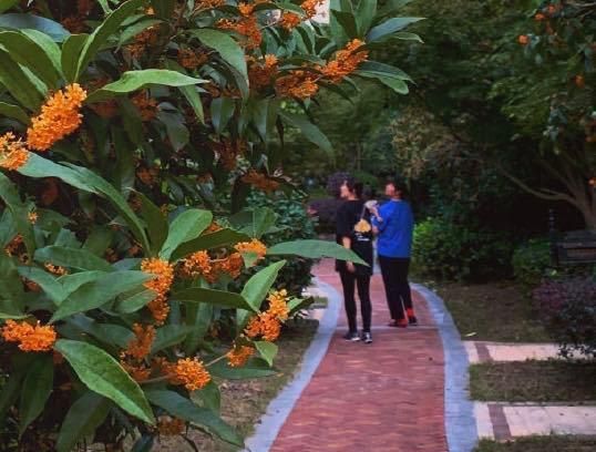 张子萱带孩子看桂花,安安光腿穿裙子,小女儿被阿姨抱着休闲区蓝鸢梦想 - Www.slyday.coM