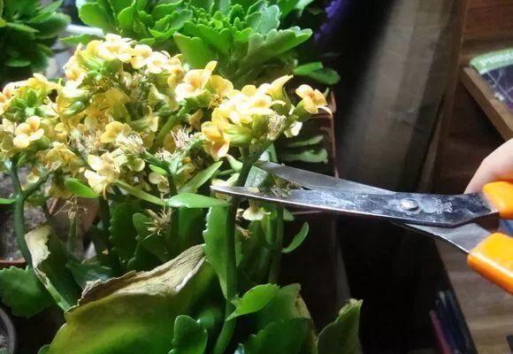 养好长寿花要任性大修大剪施肥跟上长得好开花质量高