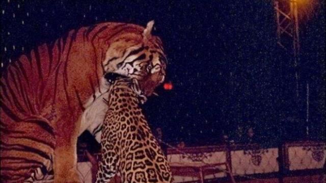 老虎猎杀花豹,一个回合瞬间结束战斗,镜头记录精彩全过程!