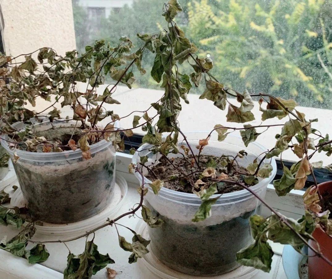 出门前,diy个浇水神器,花就不会渴死了!|花盆|神器|大盆_新浪新闻