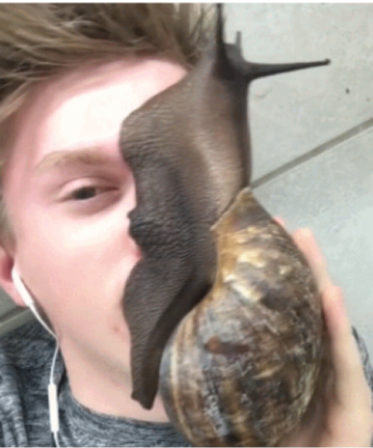 席卷全球的巨型蜗牛比人脸还大各路吃货纷纷表示惹不起