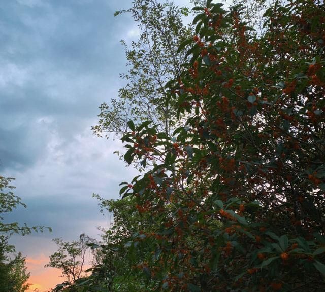 张子萱带孩子看桂花,安安光腿穿裙子,小女儿被阿姨抱着休闲区蓝鸢梦想 - Www.slyday.coM