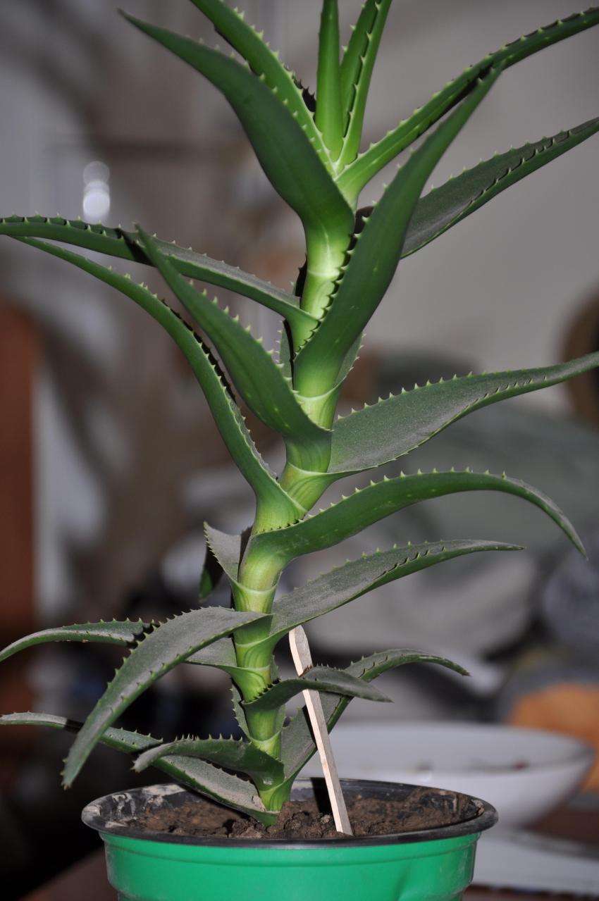 芦荟越长越细怎么办剪一刀叶子宽厚肥大根茎发达