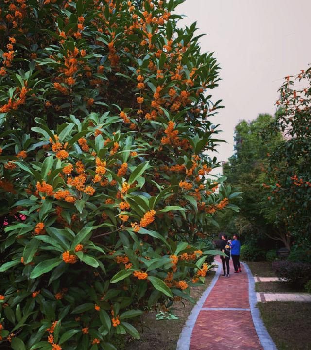张子萱带孩子看桂花,安安光腿穿裙子,小女儿被阿姨抱着休闲区蓝鸢梦想 - Www.slyday.coM