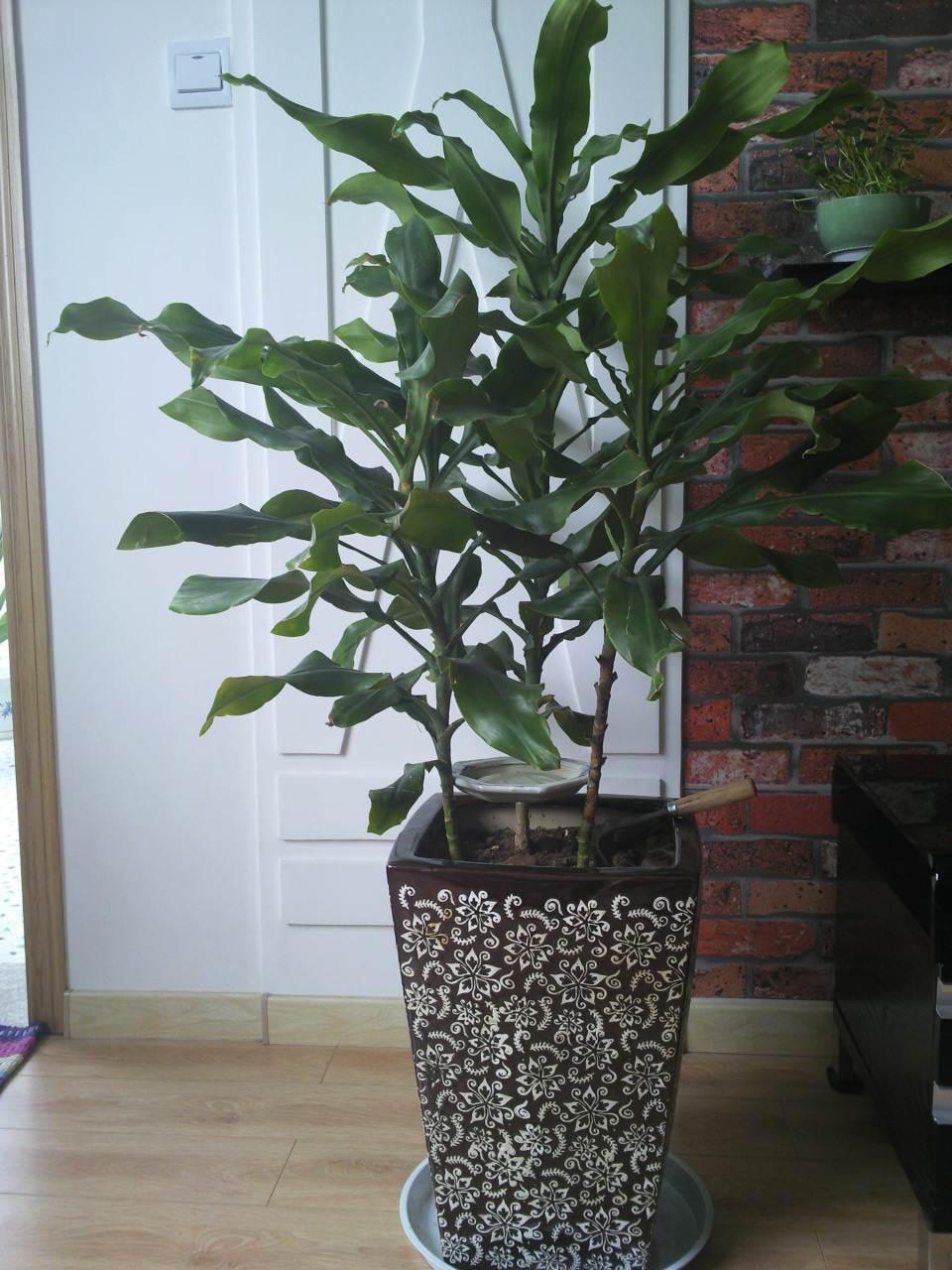 一种新流行的观叶绿植叫"螺纹铁",造型高大有气质