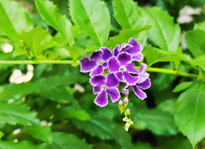 紫美人蕾丝金露花紫得发亮养成花帘美爆了