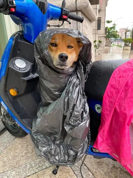 网友就去找便利店老板要了一个塑料袋   给狗子当雨衣穿   没想到它