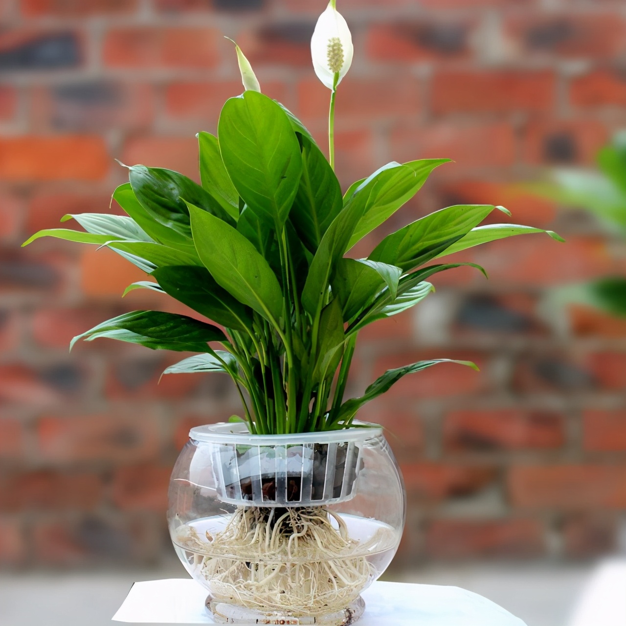 一种白色花净化能力强名叫一帆风顺寓意好适合家养