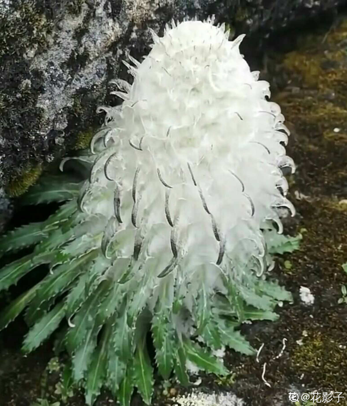 濒危植物"水母雪兔子",究竟是什么?