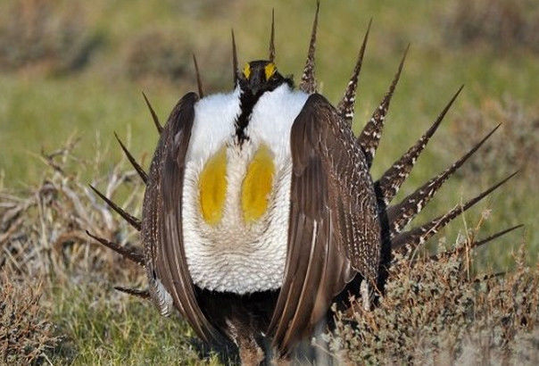 小伙在野外发现一只怪鸡,了解真实身份后,让他恍然大悟