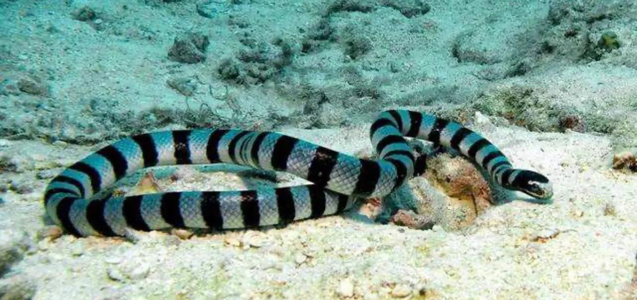 中国境内十大毒蛇,任何一种瞬间秒杀猎物!__财经头条