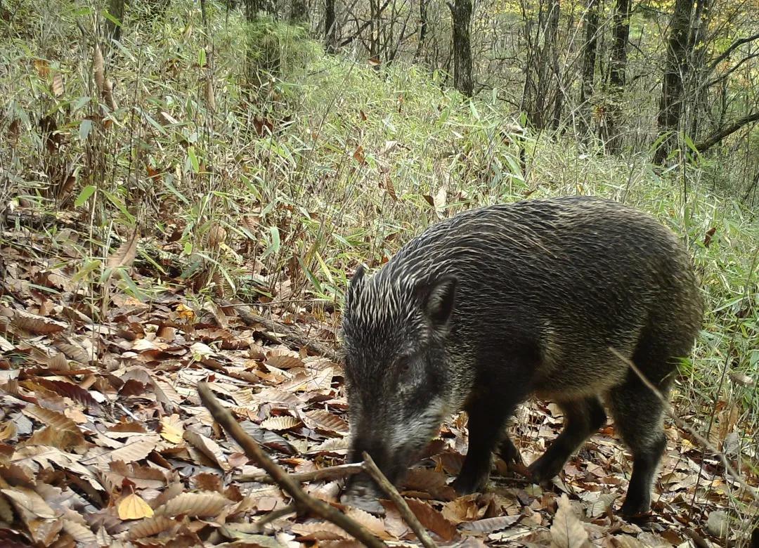 豪猪|野生动物|红腹锦鸡_新浪新闻