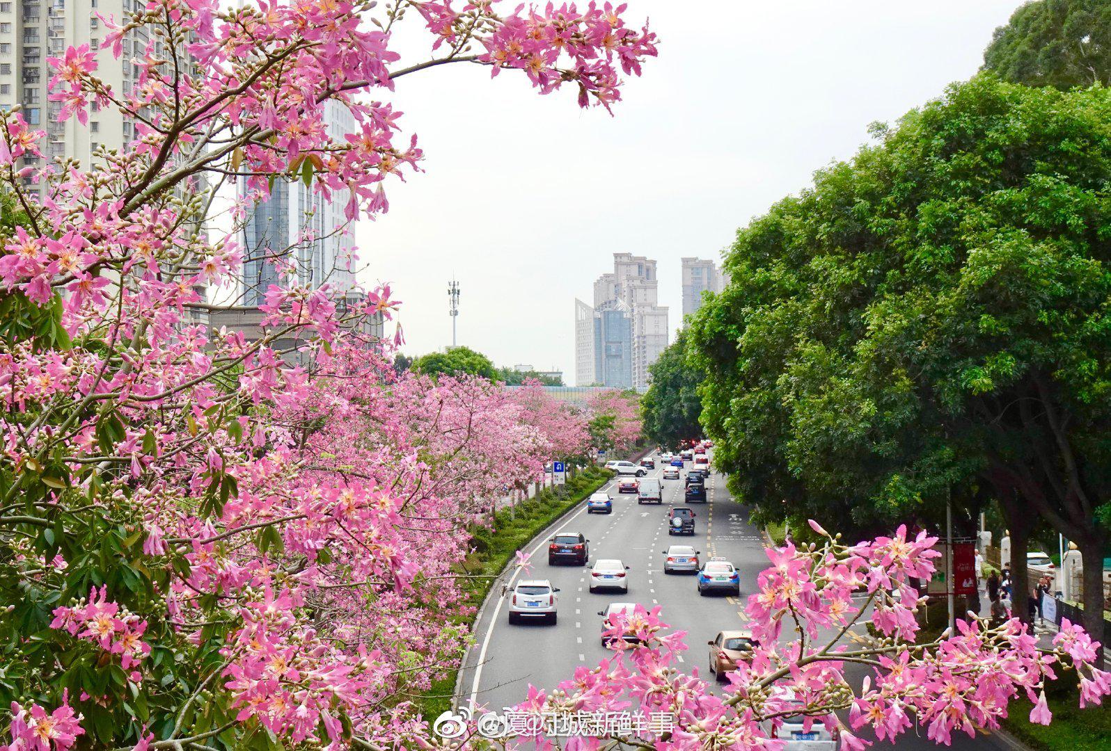 厦门异木棉花盛放啦
