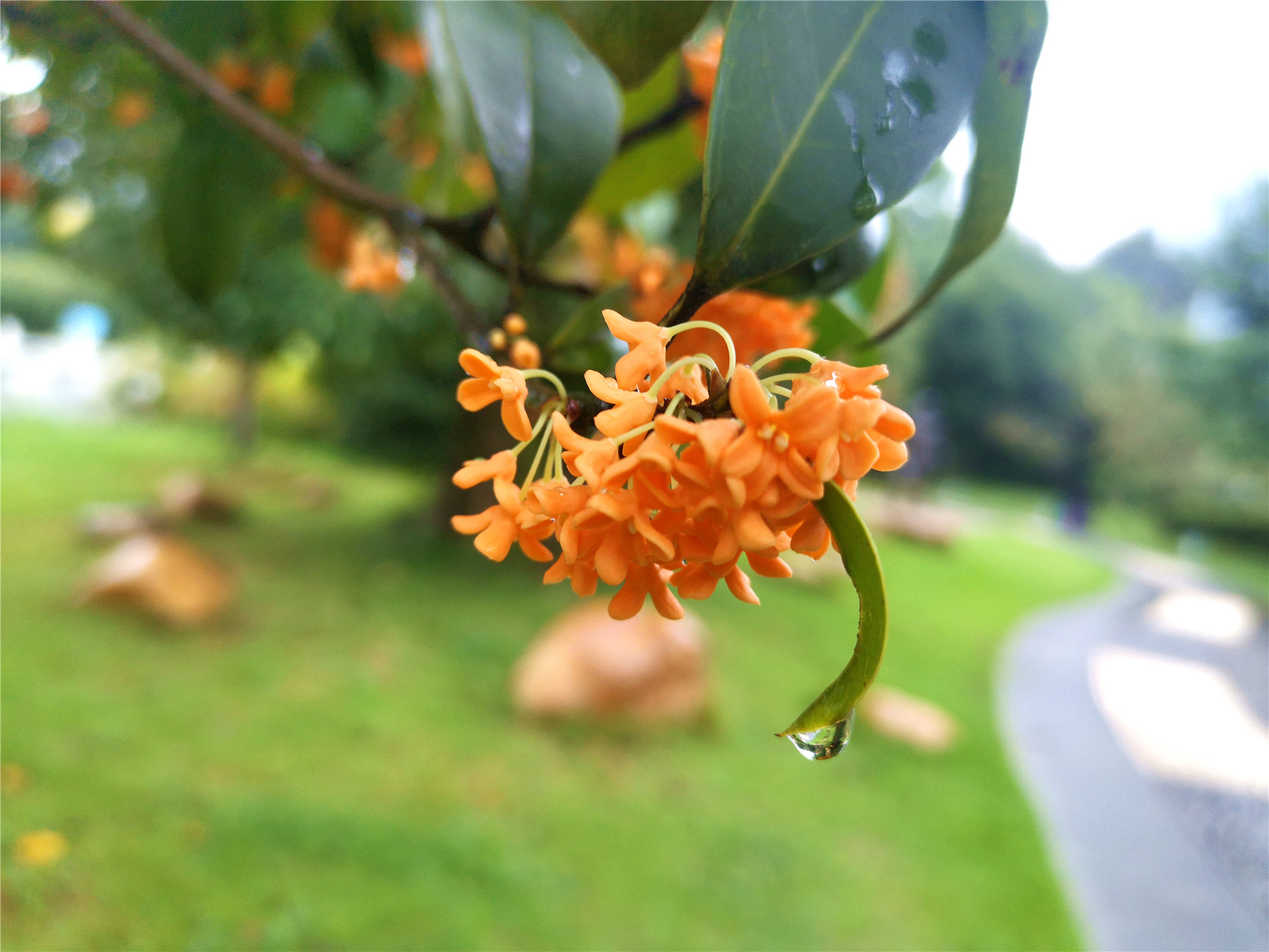 雨中的桂花,像一个个小精灵,身穿黄色的裙子,跳出优美的舞蹈,奏出动听