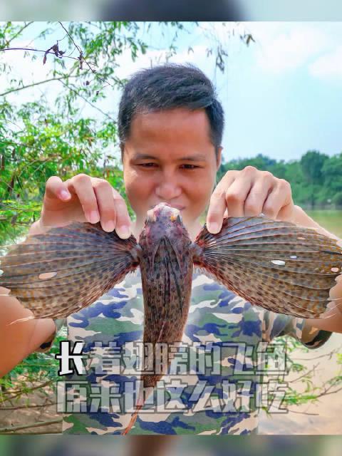 阳江人喜欢吃的"盖苏文"咸鱼,原来是一种长着翅膀的鱼