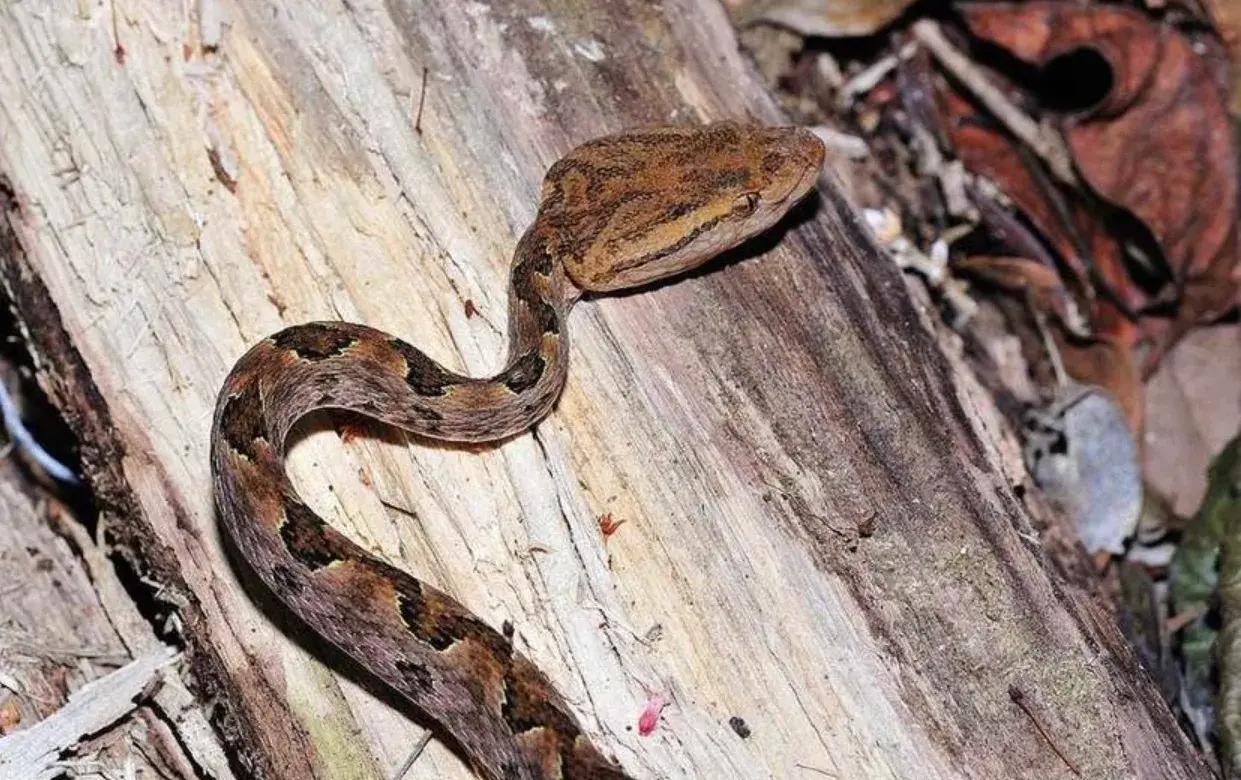 中国境内十大毒蛇,任何一种瞬间秒杀猎物!__财经头条