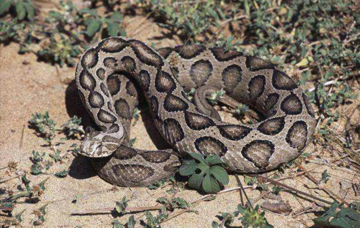 中国境内十大毒蛇,任何一种瞬间秒杀猎物!__财经头条