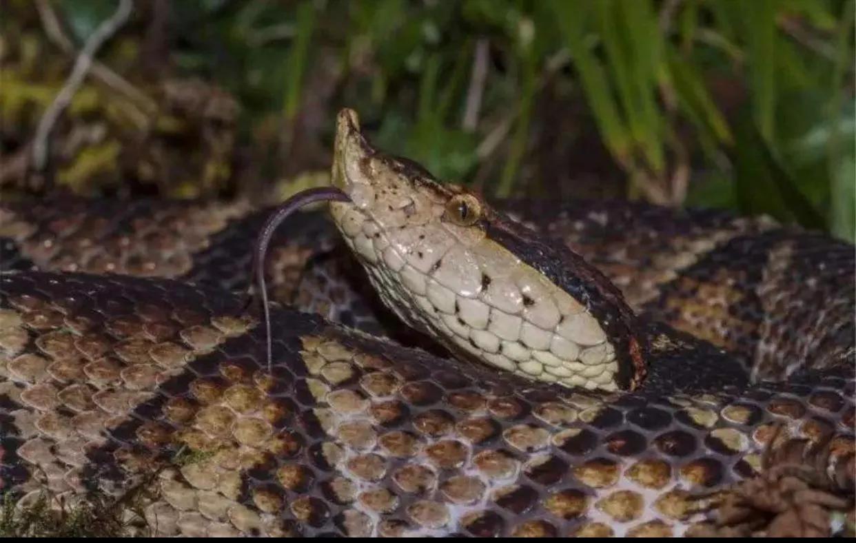 中国境内十大毒蛇,任何一种瞬间秒杀猎物!__财经头条