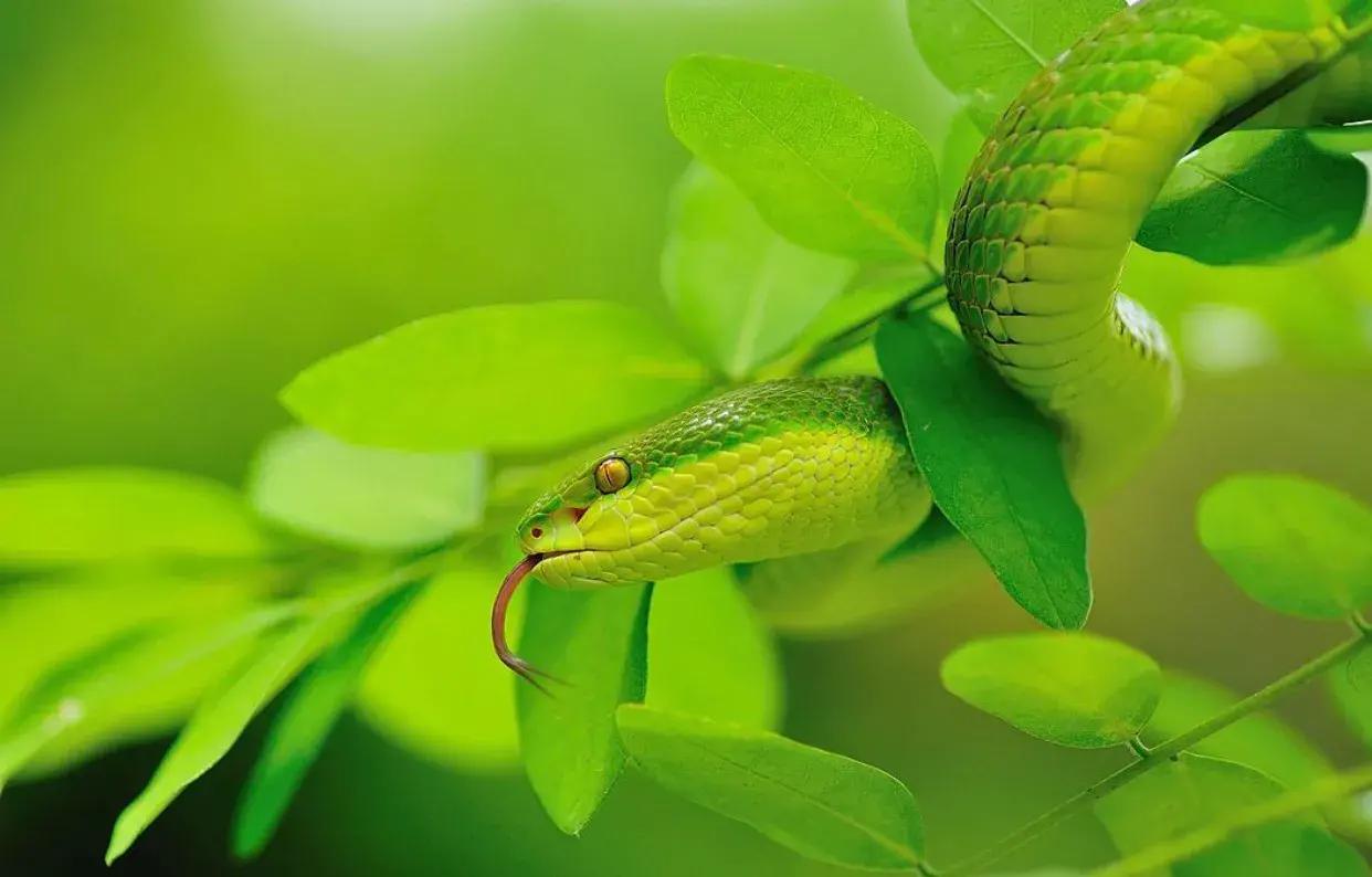 中国境内十大毒蛇,任何一种瞬间秒杀猎物!__财经头条