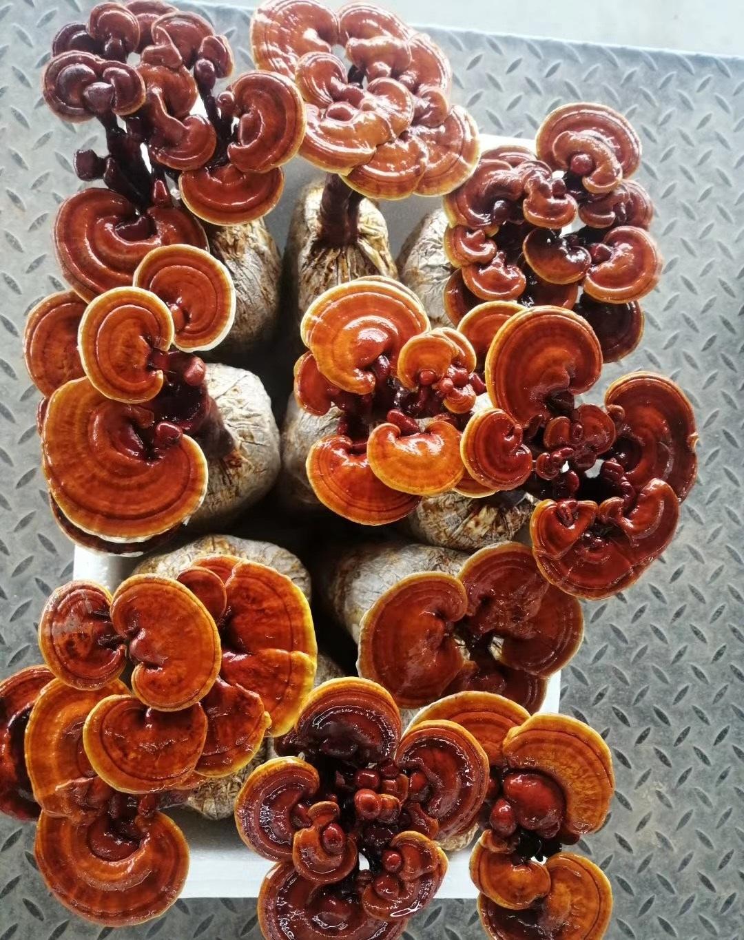 灵芝都这么便宜了早市买的一大棵才15块当成盆景很美观