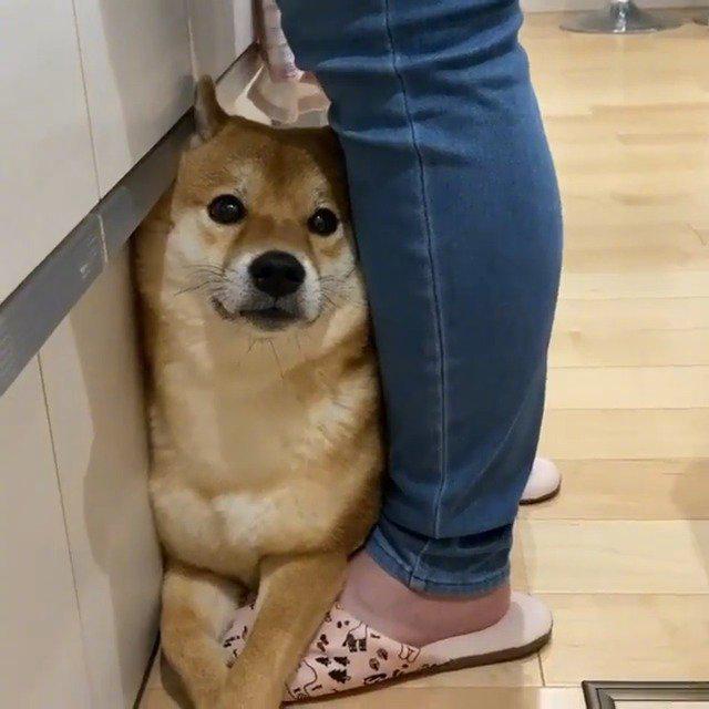 什么天使小可爱,麻麻洗碗也要陪着