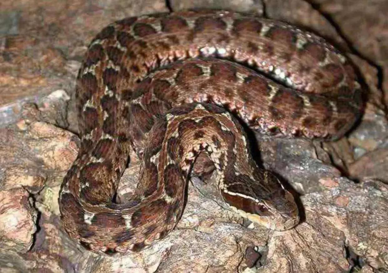 中国境内十大毒蛇,任何一种瞬间秒杀猎物!__财经头条