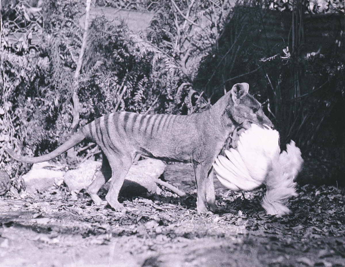 澳洲野犬的这张"身份证"该怎样上?