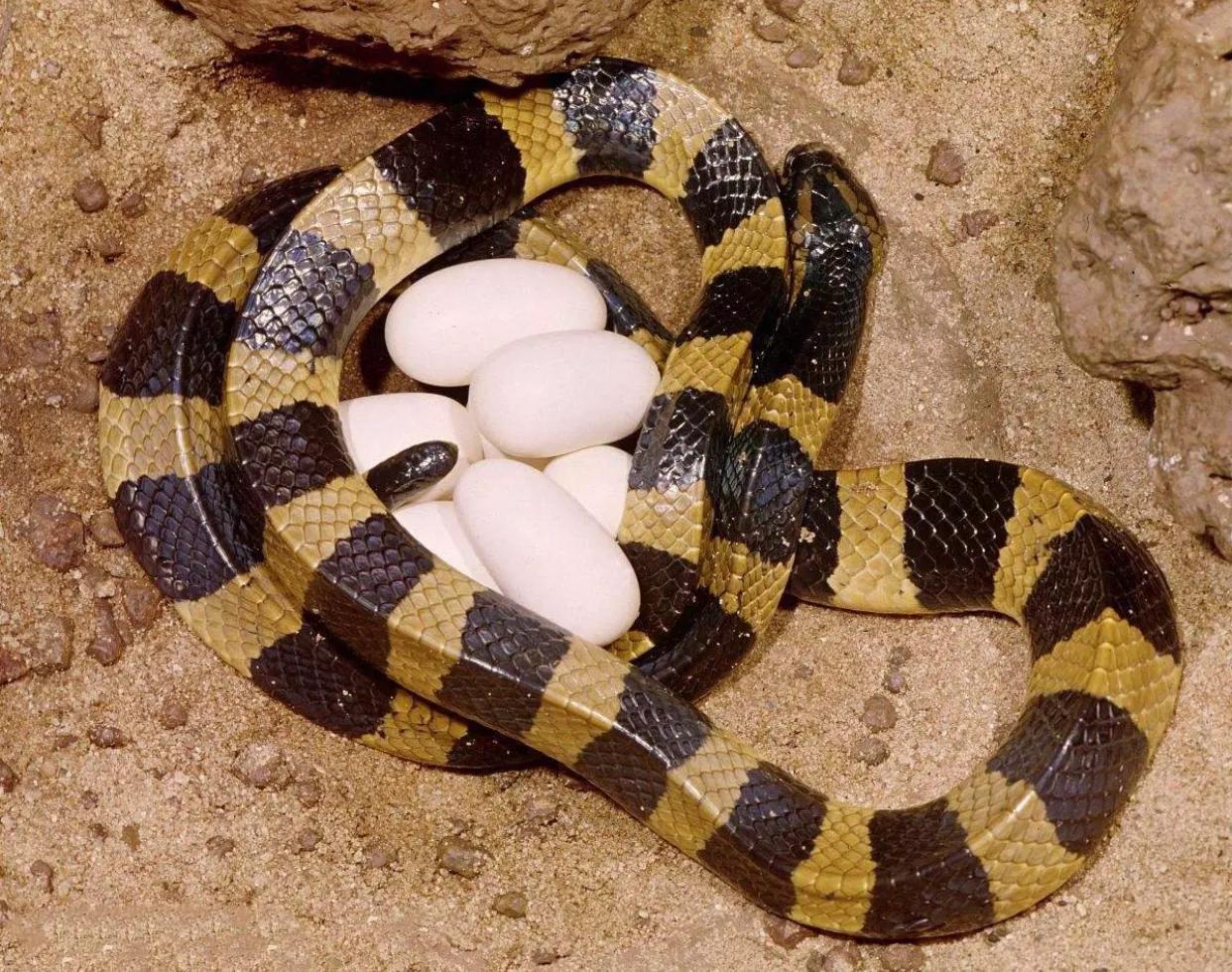 尖吻蝮又称百步蛇,五步蛇,七步蛇,蕲蛇,山谷虌,百花蛇,中华蝮等.