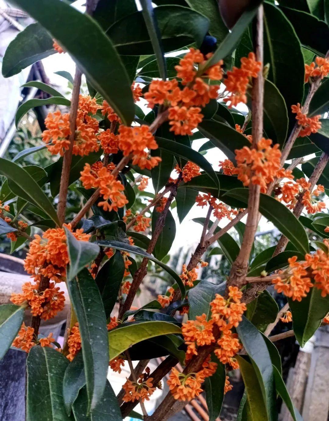 桂花秋天必须养满树金黄香飘四溢不养吃亏了