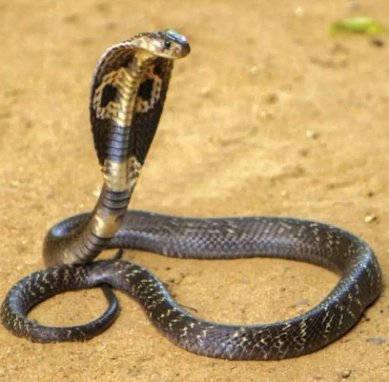 中国境内十大毒蛇,任何一种瞬间秒杀猎物!