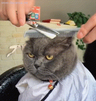猫主人带着自家的蓝猫去剃毛,结果来到了附近的一家理发店,给它理发做