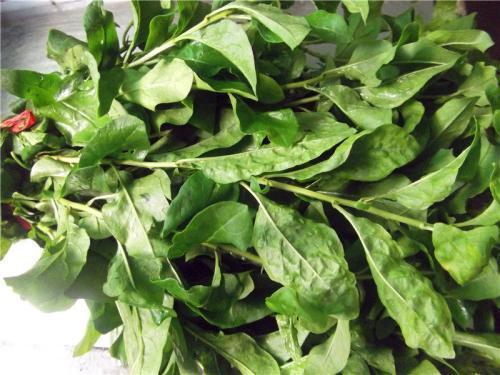 女人养肝就是保命,3种野菜养肝护肝,美白养颜,肝脏排毒人年轻