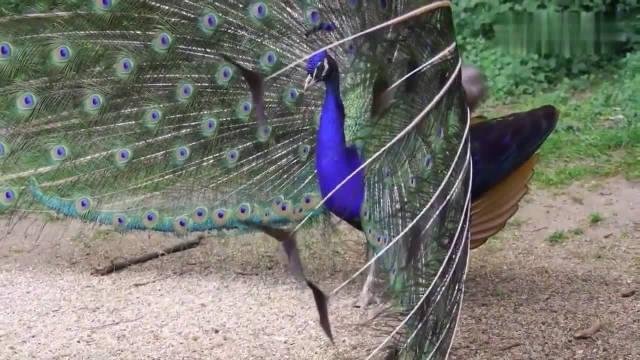 雄孔雀看见一只雌孔雀 赶紧跑上去打开尾巴 可惜人家根本不看