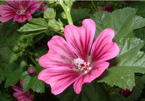 盆栽花卉马络葵怎么栽培好?