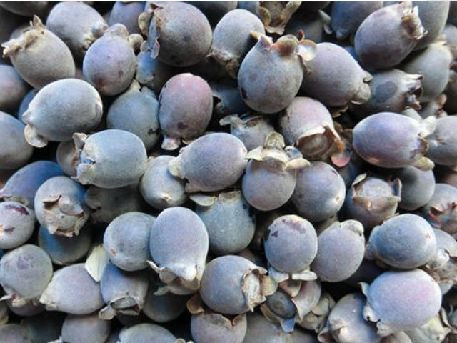 一种山上的黑色小野果,拿来泡酒喝,让你手脚不冰凉,头发更黑亮|捻子