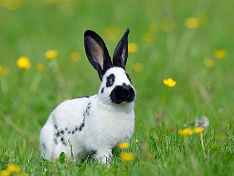 05期马会传真图库存