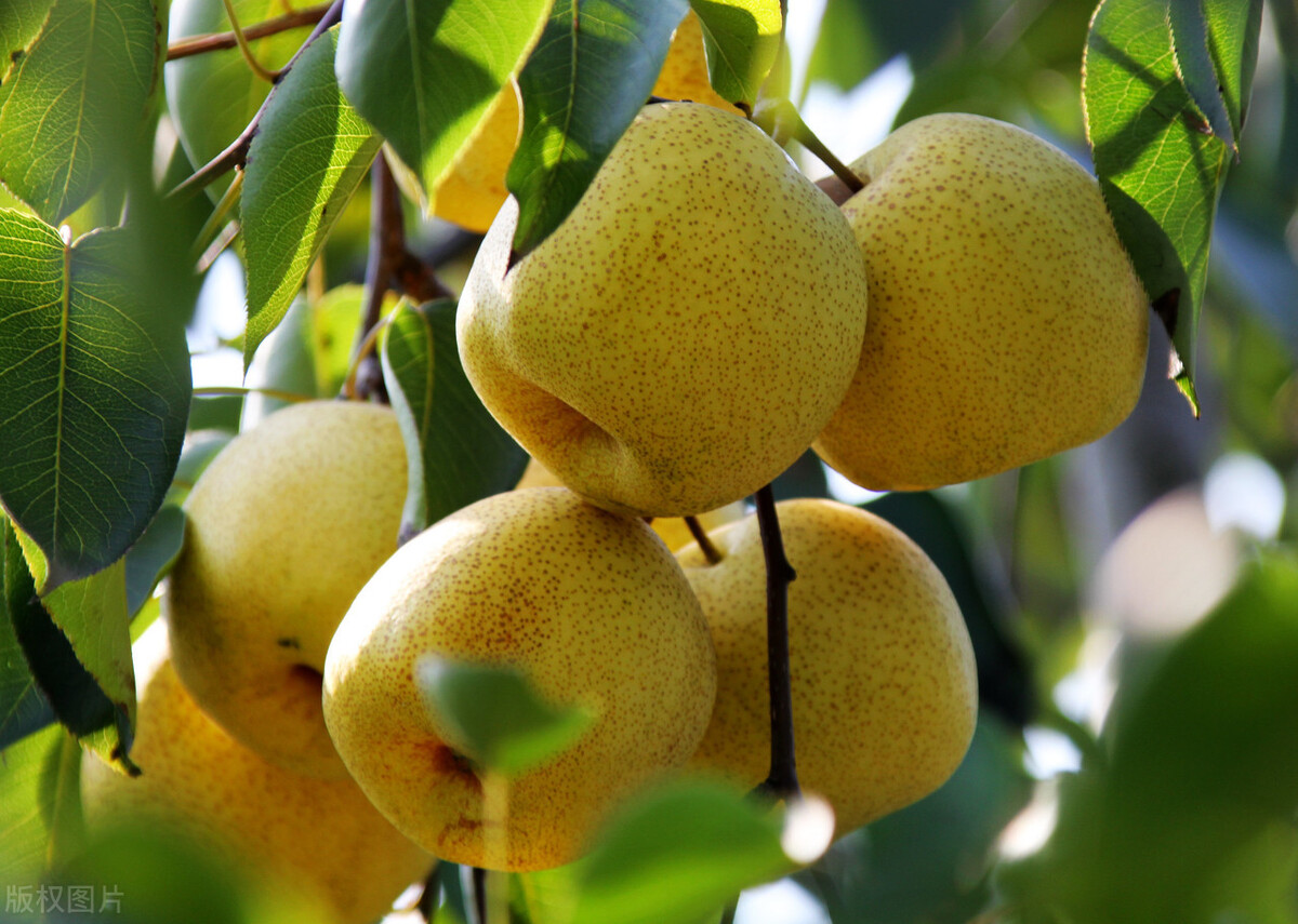 秋天应该多吃梨,学会这样挑选,个个香甜多汁味道好